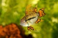 Cockatoo Dwarf Cichlid Apistogramma cacatuoides aquarium fish Royalty Free Stock Photo