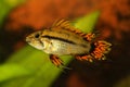 Cockatoo Dwarf Cichlid Apistogramma cacatuoides aquarium fish Royalty Free Stock Photo