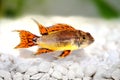 Cockatoo Dwarf Cichlid Apistogramma cacatuoides Royalty Free Stock Photo