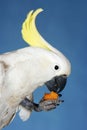 Cockatoo Eating On Blue Background