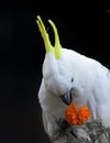 Cockatoo eating marigold flowers