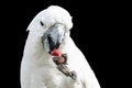 Cockatoo eating some fruit from its foot