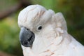 Cockatoo face