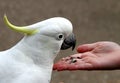 Cockatoo feeding Royalty Free Stock Photo