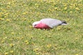 cockatoo (galah) - apollo bay along the great ocean road - australia