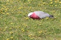 cockatoo (galah) - apollo bay along the great ocean road - australia