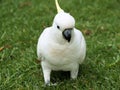 Cockatoo in gardens.