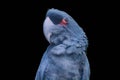 Cockatoo isolated on black background