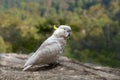 Cockatoo Jamison Valley New South Wales Australia Royalty Free Stock Photo