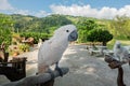 Cockatoo large white parrot