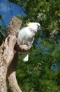 Cockatoo Nashville Zoo 2 Royalty Free Stock Photo