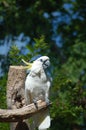 Cockatoo Nashville Zoo 3 Royalty Free Stock Photo