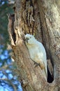 Cockatoo nesting in tree hollow Royalty Free Stock Photo