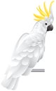 Cockatoo parrot Royalty Free Stock Photo