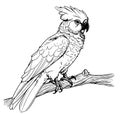 Cockatoo parrot cartoon hand drawn sketch Vector illustration Birds exotic Royalty Free Stock Photo