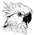 Cockatoo parrot cartoon head hand drawn sketch Vector illustration Birds exotic Royalty Free Stock Photo
