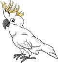 Cockatoo parrot cartoon illustration Royalty Free Stock Photo