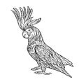 Cockatoo parrot coloring book for adults vector