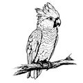 Cockatoo parrot hand drawn sketch Vector illustration Birds exotic Royalty Free Stock Photo