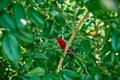 Cockatoo parrot with red feathers sitting on a branch Royalty Free Stock Photo