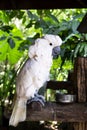 Cockatoo parrot in the tropics Royalty Free Stock Photo