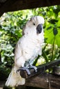 Cockatoo parrot in the tropics Royalty Free Stock Photo