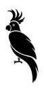 Cockatoo parrot. Vector black silhouette.