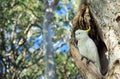 Cockatoo perched in tree hollow Royalty Free Stock Photo