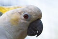 Cockatoo portrait, macro photo. Royalty Free Stock Photo