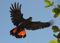 Cockatoo Royalty Free Stock Photo