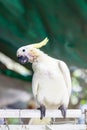 Cockatoo on Sale at Yuen Po Street Bird Garden in Kowloon, Hong Kong