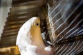 cockatoo sharpening its beak on a cage at the zoo Royalty Free Stock Photo