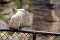 Cockatoo sit on a fance in Jamison Valley New South Wales Australia Royalty Free Stock Photo