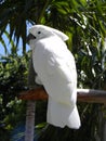 Cockatoo sitted on a trunk