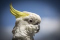 Cockatoo is standing guard