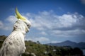 Cockatoo is standing guard