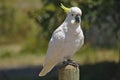 Cockatoo standing on post at Kennet River