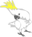 Cockatoo