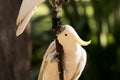 Cockatoo Royalty Free Stock Photo