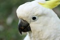 Cockatoo Royalty Free Stock Photo