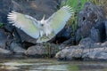 Cockatoo making a difficult landing Royalty Free Stock Photo