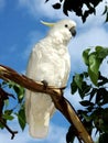 Cockatoo in a Tree Royalty Free Stock Photo
