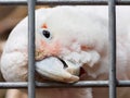 Cockatoo white parrot Royalty Free Stock Photo