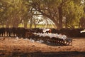 Cockatoos & cattle gather in the early morning to eat a feed of hay. Royalty Free Stock Photo