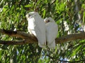 Cockatoos cuddling up in Warwick