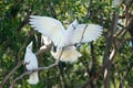 Cockatoos Royalty Free Stock Photo