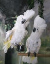 Cockatoos Showing Off