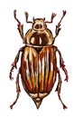 Cockchafer