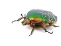 Cockchafer Royalty Free Stock Photo