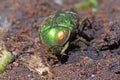 Cockchafer Royalty Free Stock Photo